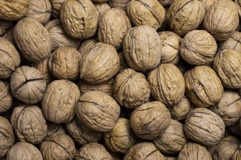Walnuts with and without shells (filling the picture). Stock Photos