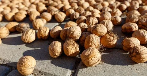 Walnuts are dried in the sun. Close-up Foto stock