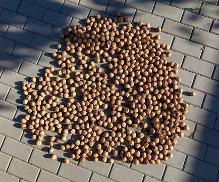 Walnuts are dried in the sun Foto stock