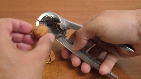 Walnuts are split with a nutcracker. Kitchen appliances for work in the kitchen. Stock Footage 245270932