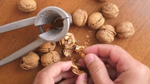 Walnuts are split with a nutcracker. Kitchen appliances for work in the kitchen. Stock Footage 245270954