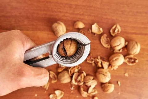 Walnuts are split with a nutcracker. Kitchen appliances for work in the kit.. Stock Photos