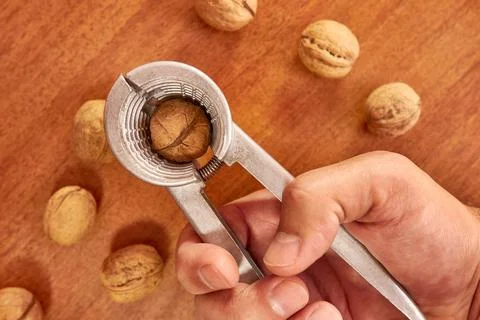 Walnuts are split with a nutcracker. Kitchen appliances for work in the kit.. Stock Photos