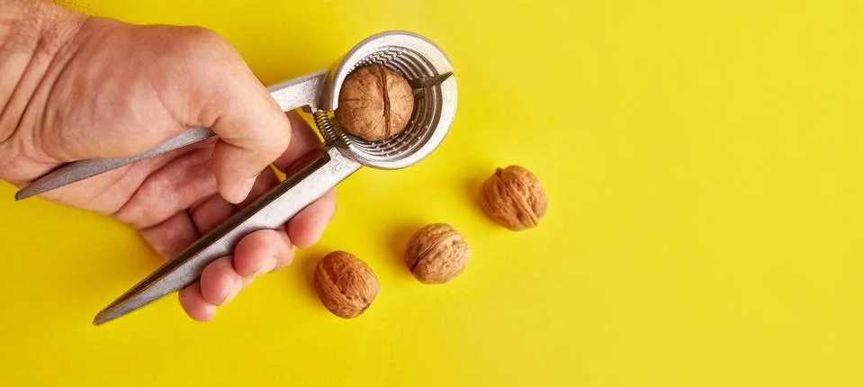 Walnuts are split with a nutcracker. Kitchen appliances for work in the kit.. Stock Photos