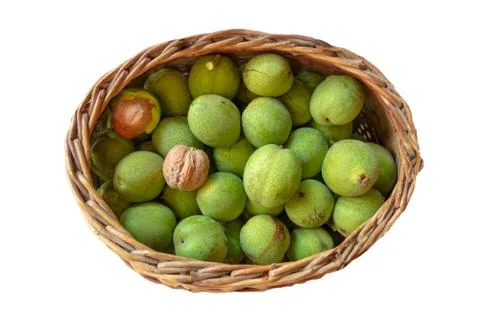 Walnuts in basket on isolated background. Nuts in green peels are picked in w Photos