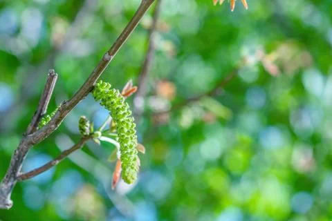 Walnuts blossoms tree in spring light garden close up, selective focus Stock Photos
