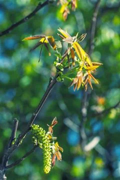 Walnuts blossoms tree in spring light park Juglans regia blooming branch Stock Photos