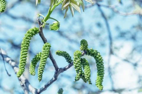 Walnuts blossoms tree in spring light garden. Juglans regia blooming branch Stock Photos