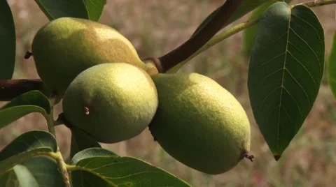 Walnuts on branch close up Stock Footage 54522466