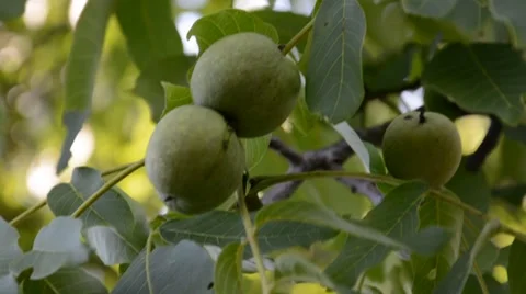 Walnuts on a branch Stock Footage 53218361