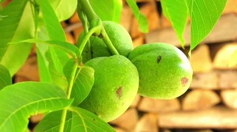 Walnuts on the Branch Stock-Footage 66669468