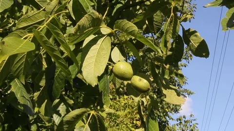 Walnuts on the branch Video stock 85051511