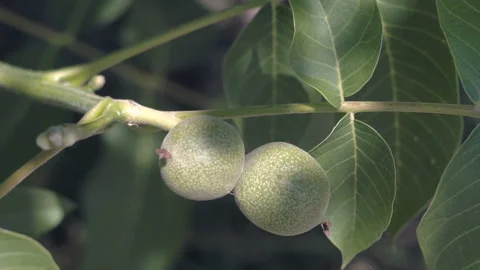 Walnuts on the Branch. Stock Footage 90352349