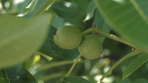 Walnuts on the Branch. Stock Footage 90352445