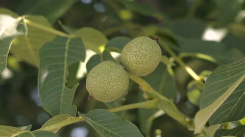 Walnuts on the Branch. Stock Footage 104819702