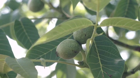 Walnuts on the Branch. Nuts on the Tree. Stock Footage 104185905