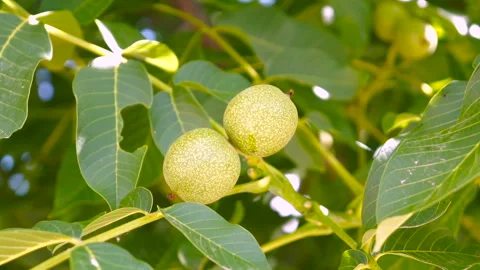 Walnuts on the Branch. Nuts on the Tree. Stock Footage 106240387