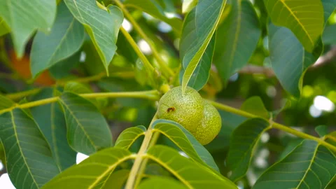 Walnuts on the Branch. Nuts on the Tree Stock Footage 106433688