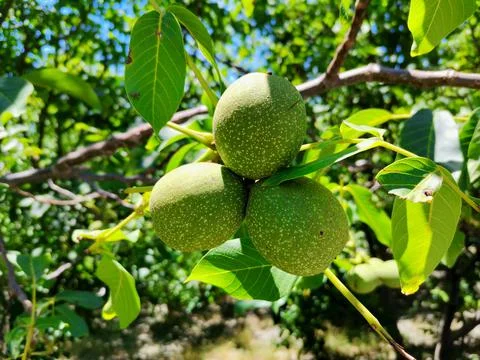 Walnuts on the branch. Foto stock