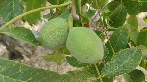 Walnuts on branches Stock Footage 165143213