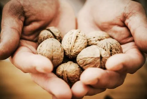 Walnuts in Chef Hands Stock Photos
