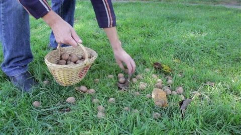 Walnuts collect hands Video stock 68020388