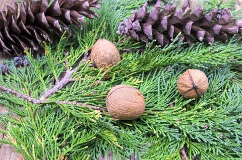 Walnuts with cones on green pine needles on a wooden table decorations Stock Photos