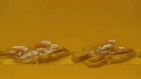 Walnuts dipping in honey Stock Footage 176370643