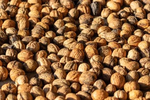 Walnuts to dry in the sun Stock Photos