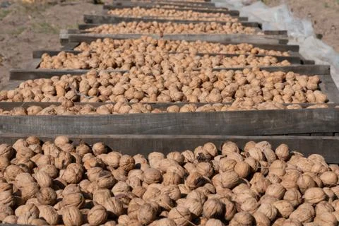 Walnuts drying in the sun Stock Photos