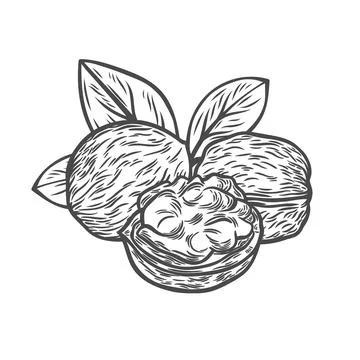 Walnuts in engraving style Stock Illustration