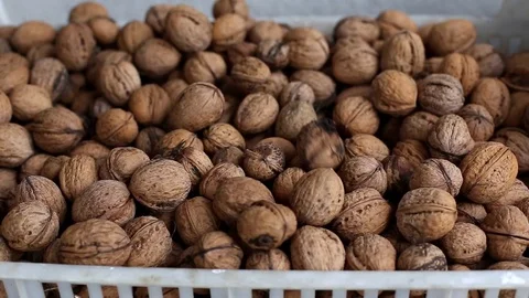 Walnuts falling Stock Footage 81629772