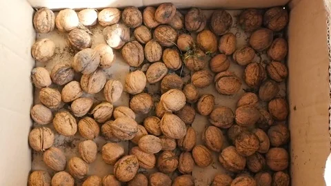 Walnuts falling in slow motion Stock Footage 80313039