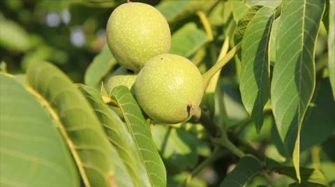 Walnuts Stock Footage