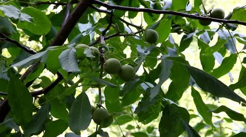 Walnuts Stock Footage 11421107