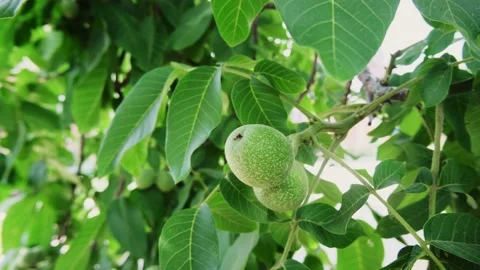 Walnuts Stock Footage 197551683