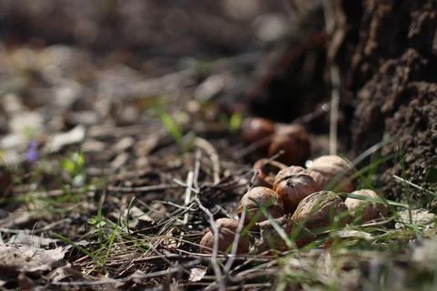 Walnuts in the grass, cracked shells, wet forest and dew Stock Photos