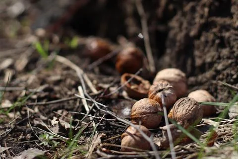 Walnuts in the grass, cracked shells, wet forest and dew Stock Photos