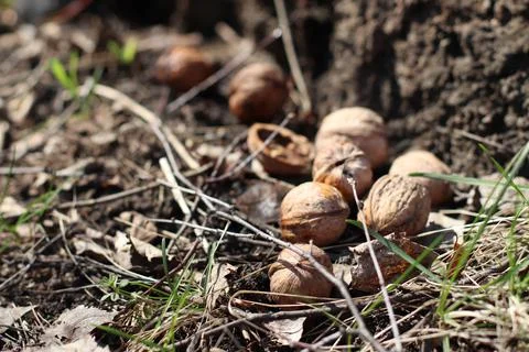 Walnuts in the grass, cracked shells, wet forest and dew Stock Photos
