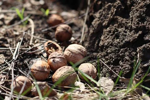 Walnuts in the grass, cracked shells, wet forest and dew Stock Photos