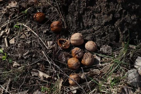 Walnuts in the grass, cracked shells, wet forest and dew Stock Photos