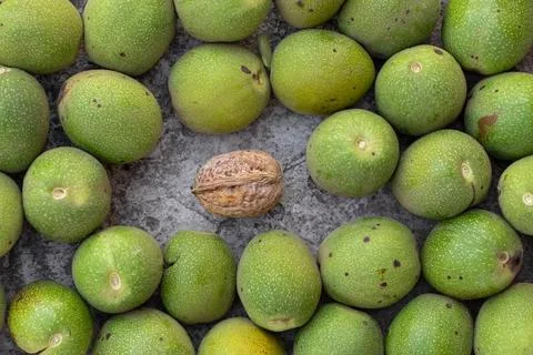 Walnuts in a green shell, top view.The concept of being different from all th Stock Photos