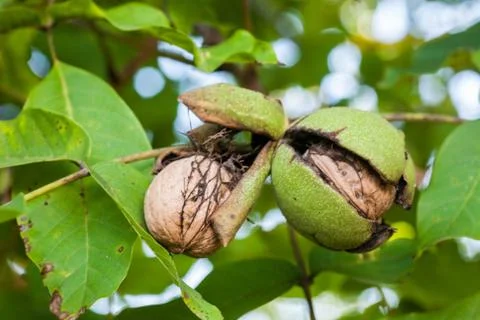 Walnuts in a green shell. Walnut tree. Foto stock