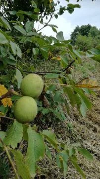 WALNUTS  green on the tree Stock Photos