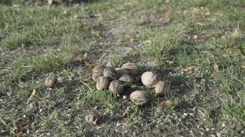 Walnuts on the ground Stock Footage 237341149