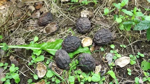 Walnuts on the Ground. Ripe Walnut Nuts in the Woodland Stock Footage 306856626