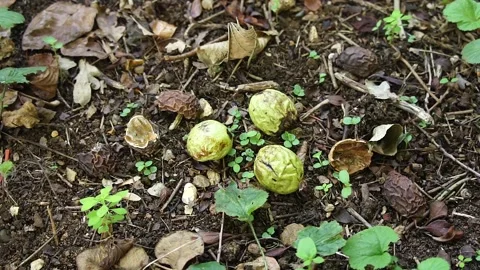 Walnuts on the Ground. Ripe Walnut Nuts in the Woodland Video stock 306856676