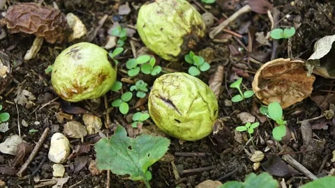 Walnuts on the Ground. Ripe Walnut Nuts in the Woodland Video stock 306856833
