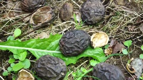 Walnuts on the Ground. Ripe Walnut Nuts in the Woodland Video stock 306856836