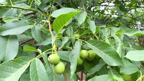 Walnuts grow on a tree Stock Footage 202147186
